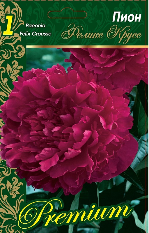 Пион травянистый Феликс Крусс 1 шт.